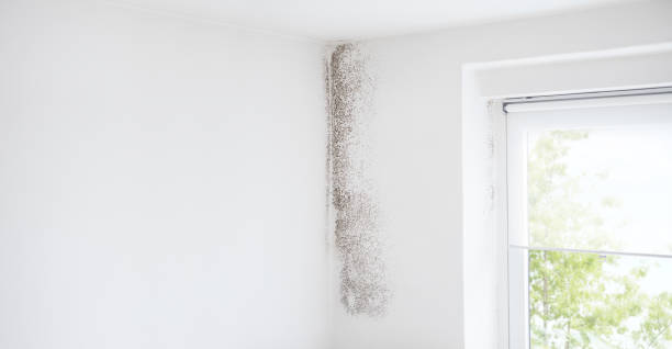 Best Mold-Related Health Consultation  in Greenville, NY